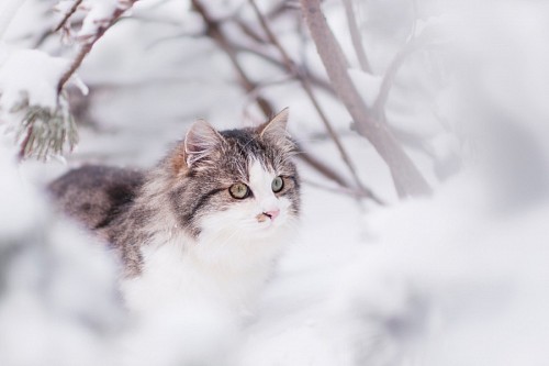 Furry cat enjoying the snow
