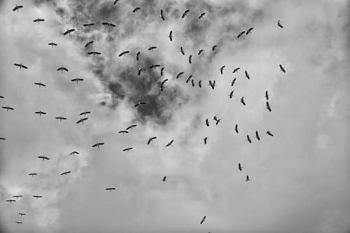 flock-gulls flock of birds