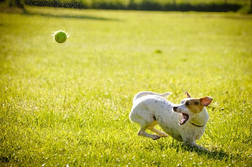 Funny puppy playing with his tennis ball