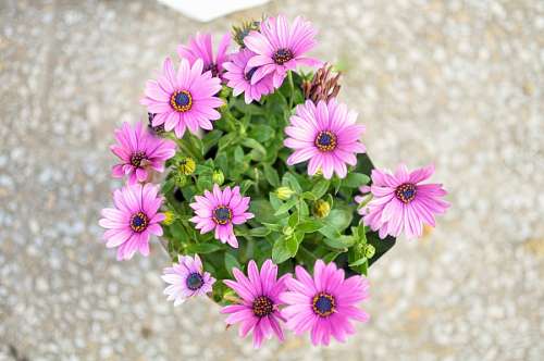 Purple Osteospermum