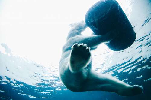 Polar Bear