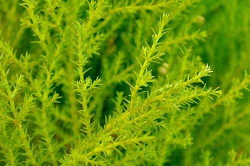 Pine