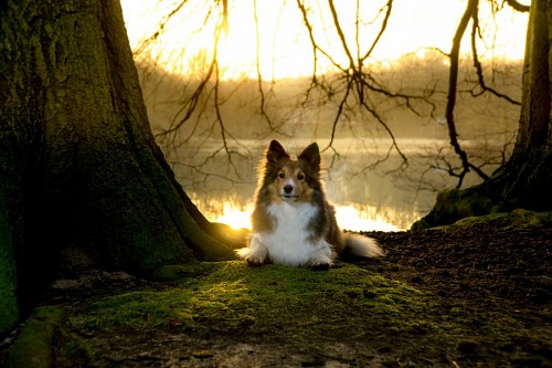 loving-couple Sheltie dog posing in the forest