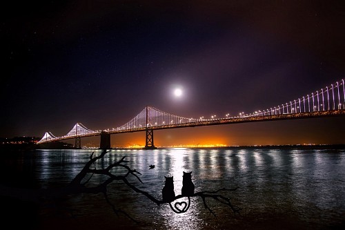 pussycat Couple of cats watching the San Francisco bridge