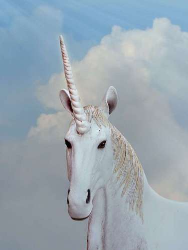 Close-up of white unicorn