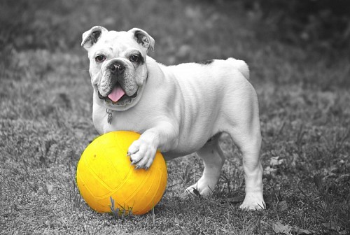 English bulldog with his yellow ball