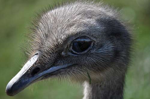Ostrich
