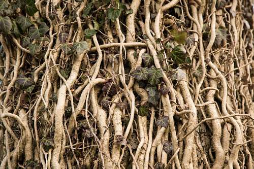 Roots