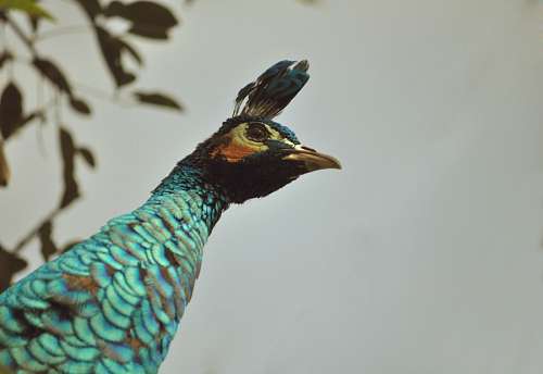 peacock-feathers-macro peacock
