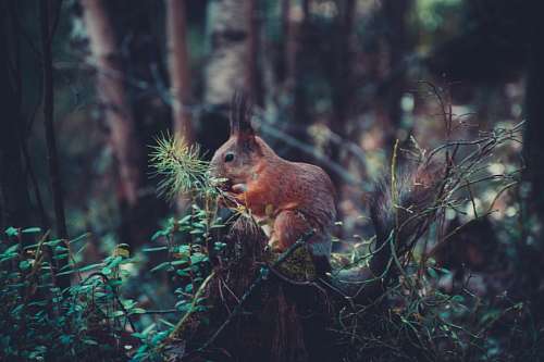 squirrel-expression squirrel