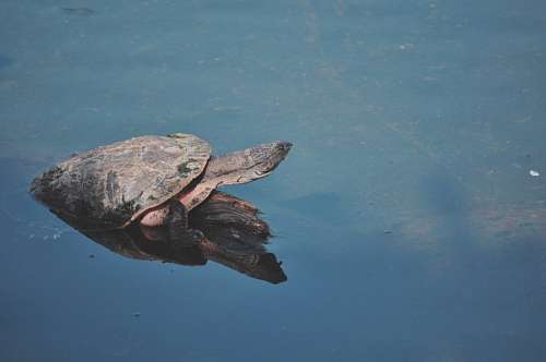 turtle Turtle Mirrow lake 