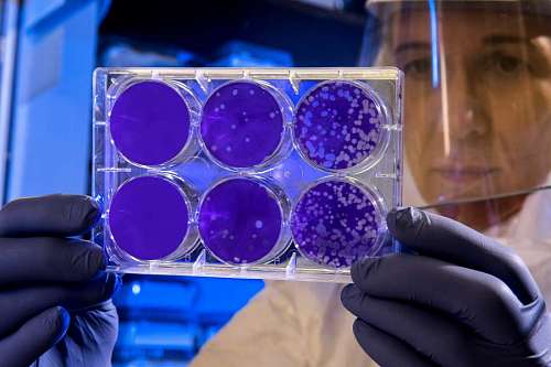 close-up of scientist holding test cultures