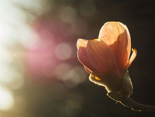 headline Flower