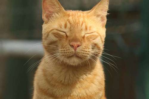 orange cat relaxing with the best quality and resolution