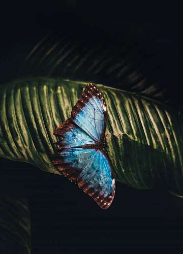 Blue butterfly