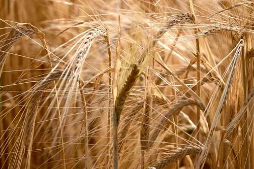 agricultural-activity  golden wheat field, a harvest concept