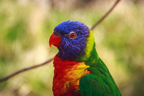 parrot Agapornis bird