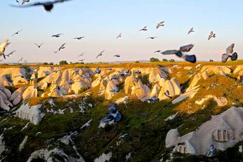 gull Gulls