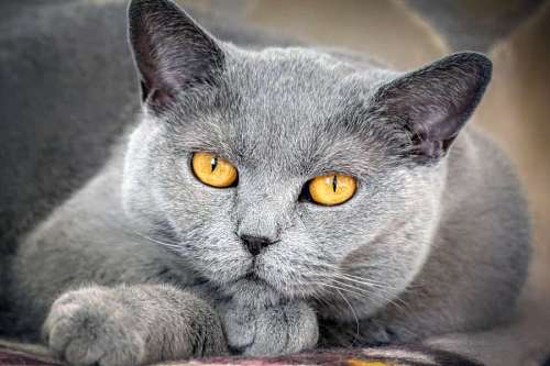 Gray Cat With Yellow Eyes Looking At The Camera