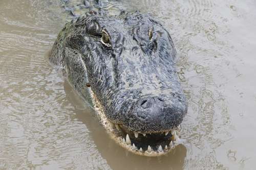 endangered cocodrilo
