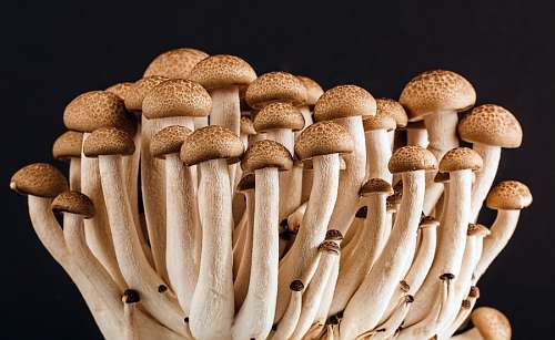 fungus Mushrooms