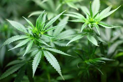 marijuana Marihuana
