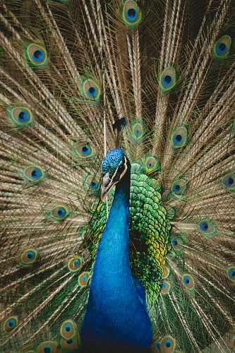 Colorful peacock with unfolded feathers