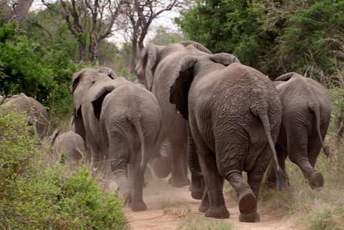 Herd of elephants