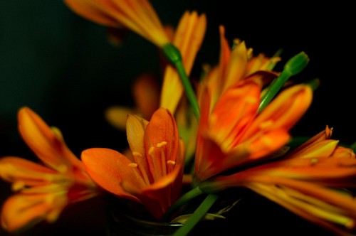 Artificial flowers on black background