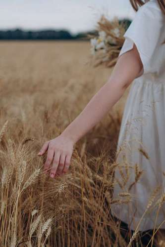uk Woman in dress touching ears of wheat in a plantation