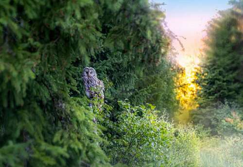 Owl in the forest at sunset