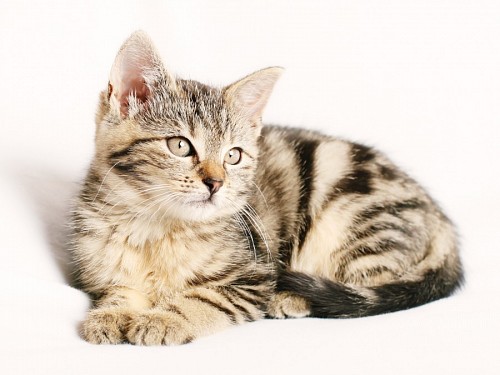  Sweet lit baby kitten