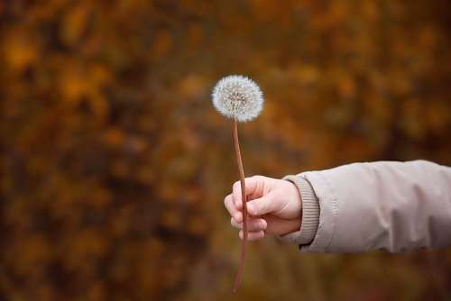 dandelion Dandelion