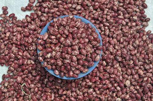 poroto Beans