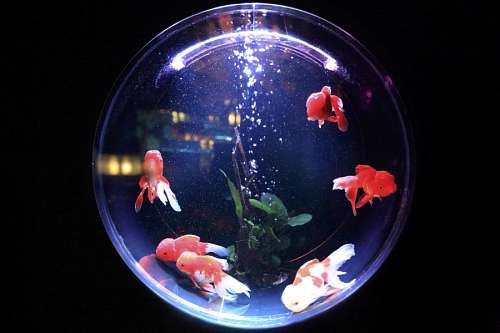 fishbowl Fishbowl