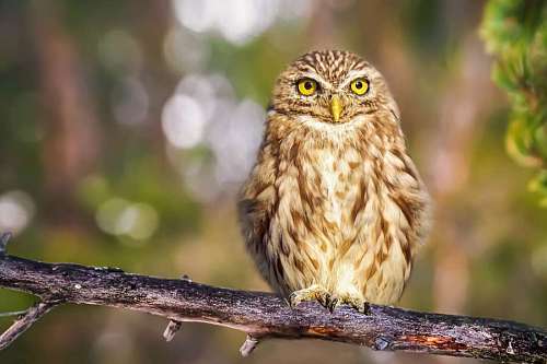 Owl in the forest looking at the camera