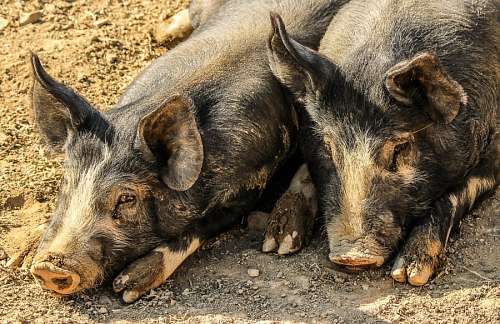 Pigs resting at farm