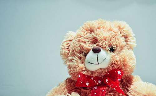 stuffed-animal teddy bear