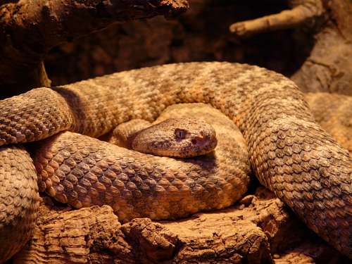 snake Serpent
