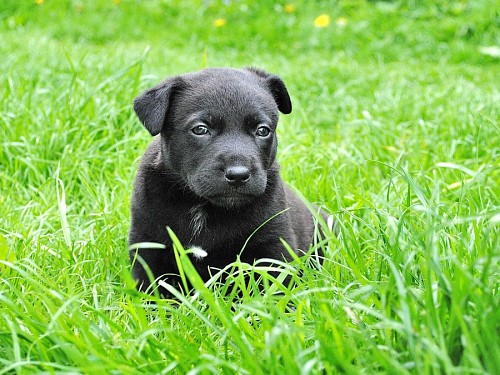 Little black labrador puppy on the lawn