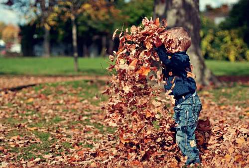 Autumn scene