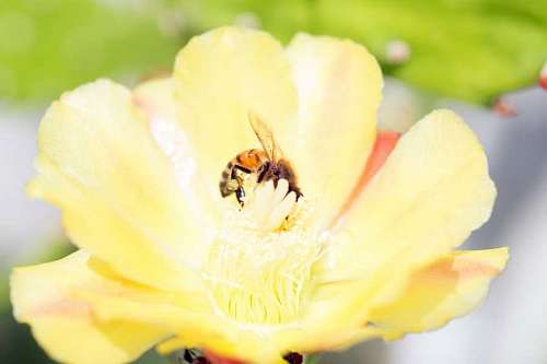 Bee collecting pollen on a yellow flower in spring