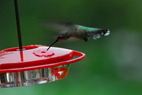 colibri 