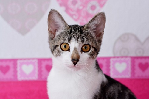  Cute kitten with hearts background
