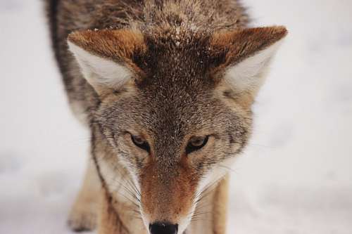 wolf Wolf