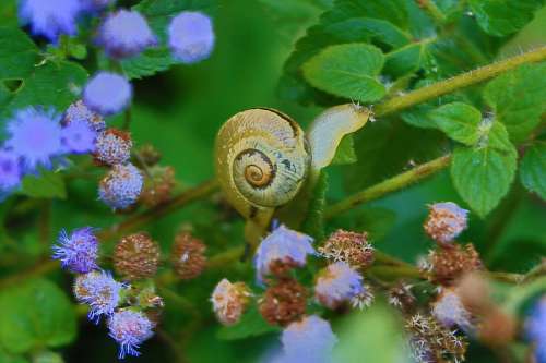 Snail