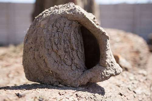 mud Hornero bird nest made of clay