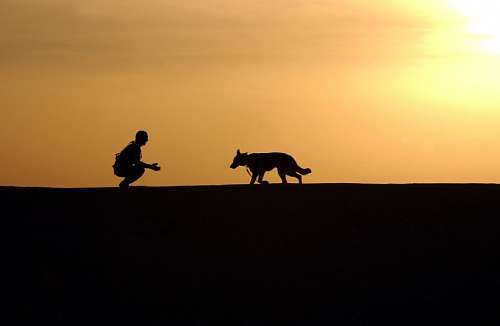 arrival Reunion with his pet