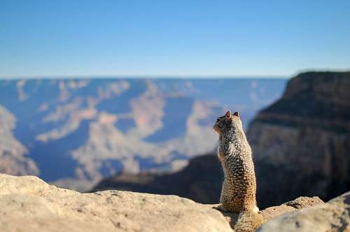 squirrel-expression squirrel