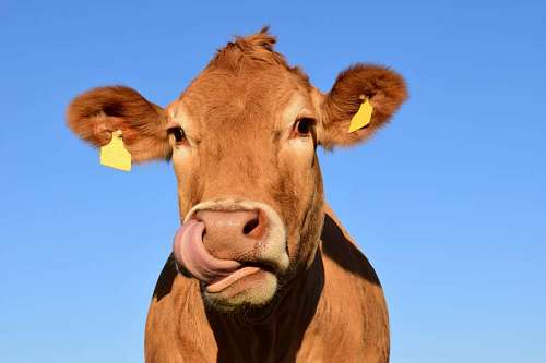 close-up of a brown cow with a blue sky in the background